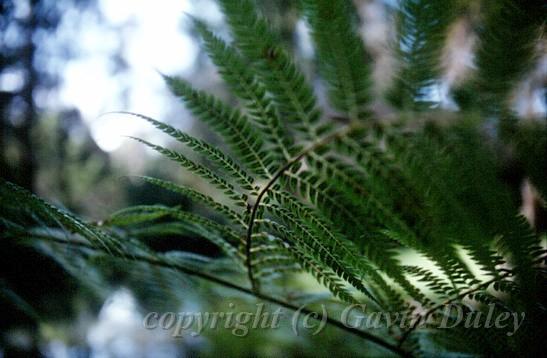 Tree Fern, Sassafras, Melbourne II.jpg